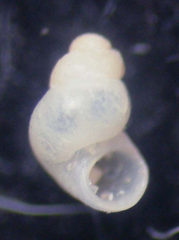 nodulus